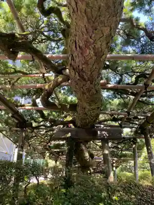 善峯寺(京都府)