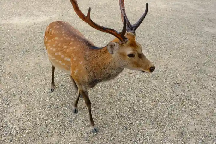興福寺の動物