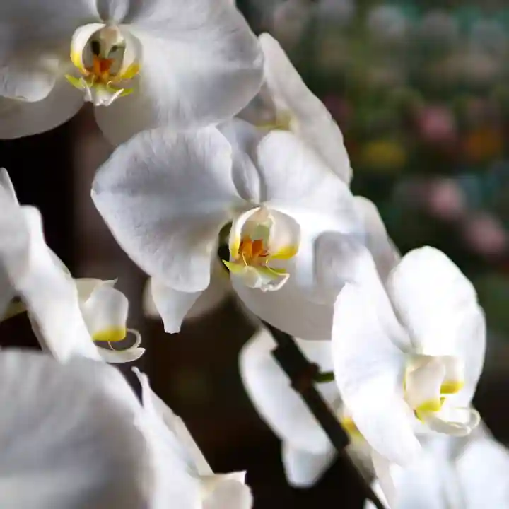 三津厳島神社の自然