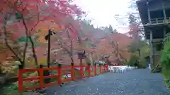 貴船神社の自然