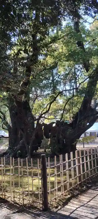 浜松八幡宮(静岡県)