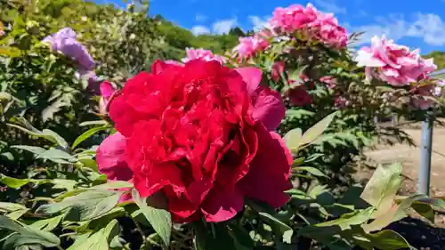 金蛇水神社(宮城県)