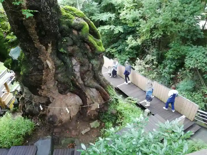 來宮神社(静岡県)