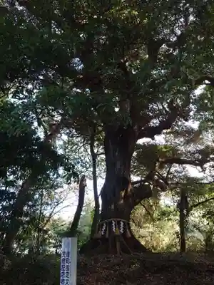 玉﨑神社(千葉県)