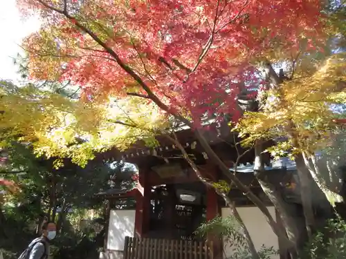 本土寺の山門