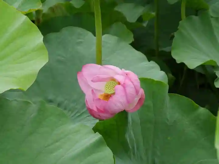 寛永寺不忍池弁天堂の庭園