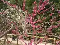 北野天満宮の自然