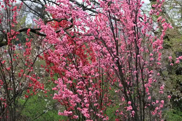 阿久津「田村神社」(郡山市阿久津町)旧社名:伊豆箱根三嶋三社の自然
