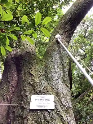 針綱神社 御旅所の自然