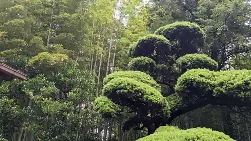 報国寺の庭園