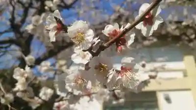 谷保天満宮(東京都)