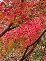 くろ谷 金戒光明寺の自然