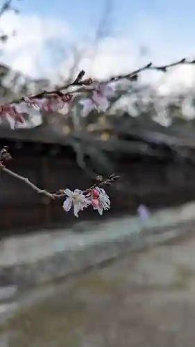 平野神社(京都府)