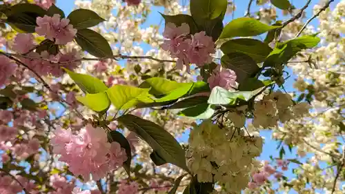 圓光寺(京都府)