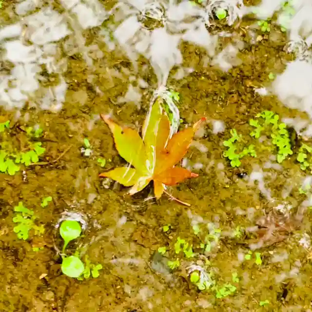 土津神社|こどもと出世の神さまの自然
