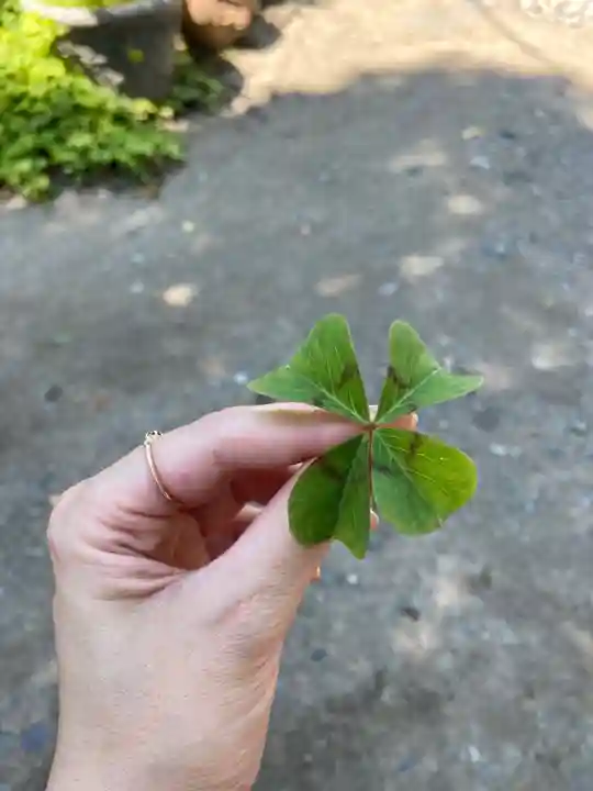 今戸神社の自然