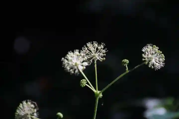 鹿島大神宮の自然