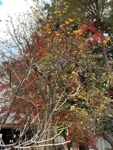 滋賀県護国神社の自然