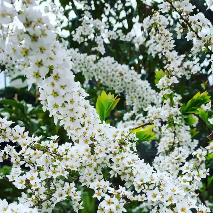 豊景神社の自然
