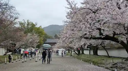 醍醐寺(京都府)