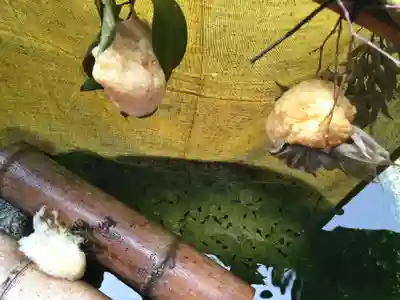 実相院門跡のその他建物