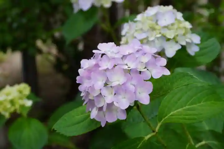 八幡宮(大阪府)