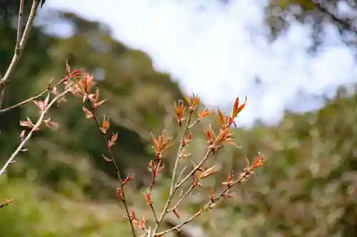 大國主神社の自然