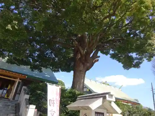 伊勢原大神宮の自然