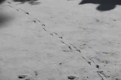 高司神社〜むすびの神の鎮まる社〜の自然