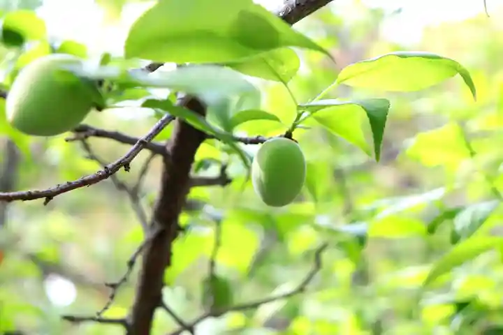 三津厳島神社の自然