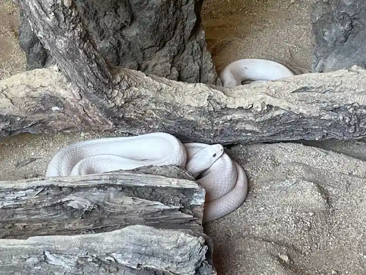 赤水蛇石神社の動物
