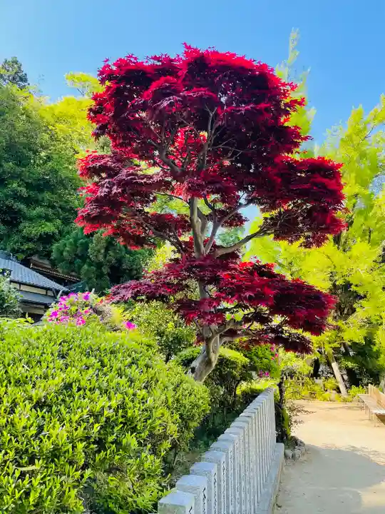 葛城一言主神社の自然