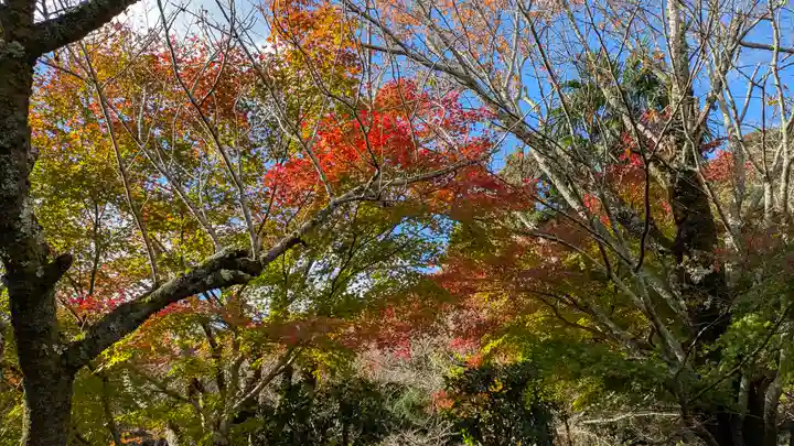 勝持寺(花の寺)(京都府)