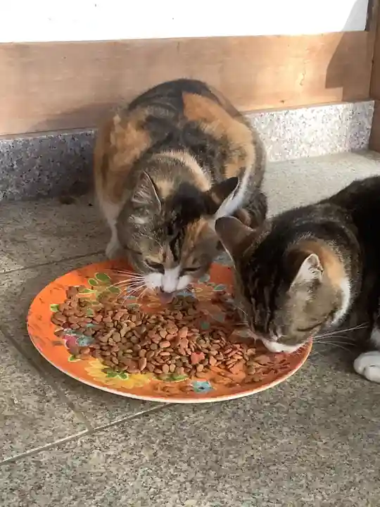 玉野御嶽神社の動物