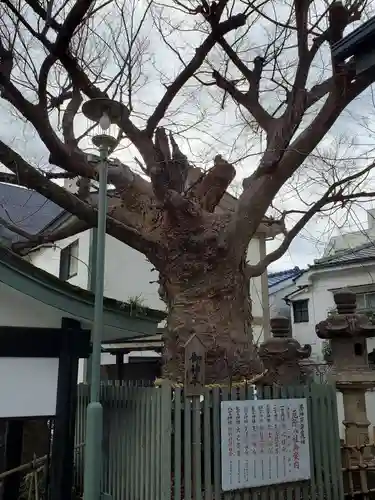 二宮神社の自然