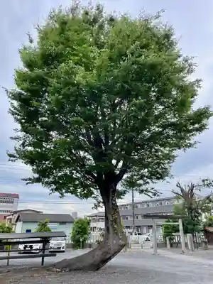 伊佐須美神社(群馬県)