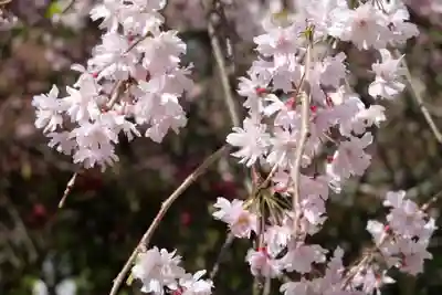 妙本寺(神奈川県)