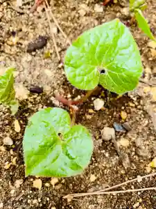 土津神社|こどもと出世の神さまの自然(2021年04月25日(日) 10時17分40秒投稿)