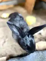 山家神社の動物