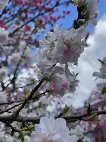 日枝神社の自然