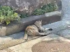 玉蔵院の動物