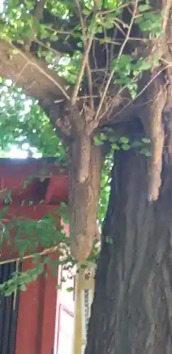 冠稲荷神社の自然