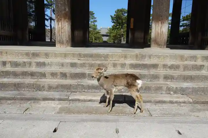 東大寺 法華堂(三月堂)の動物