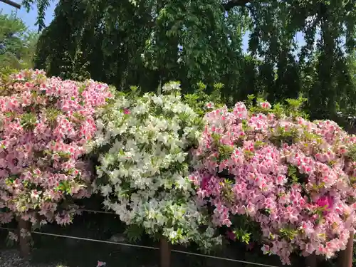櫻木神社(千葉県)