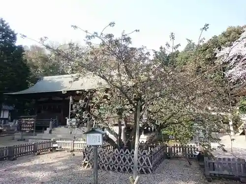 上地八幡宮の自然