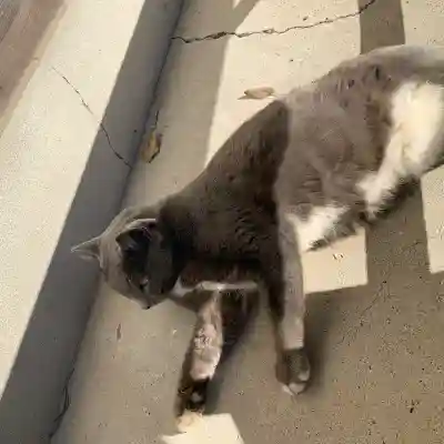鹿島神社(和歌山県)