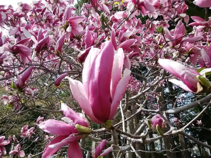 北海道神宮の自然