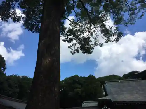 武蔵一宮氷川神社の自然