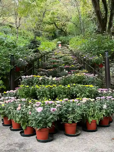 長谷寺(奈良県)