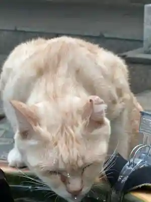 王子神社の動物